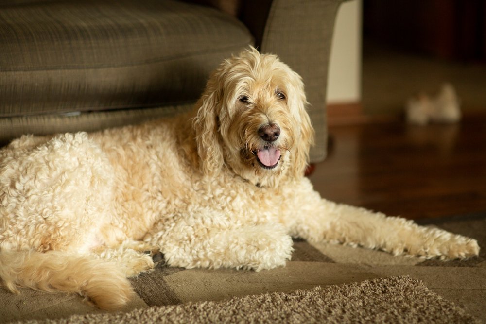 How Long Does a Goldendoodle Live?